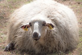 MERINO ovčí vlna - v čem je tak výjimečná?